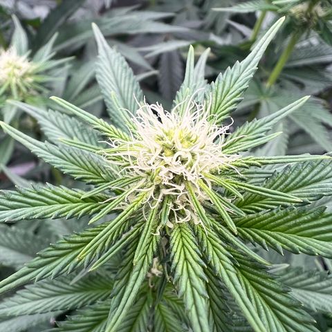 Weekend at Gary’s  growlog timeline photo