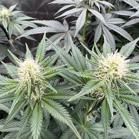 Weekend at Gary’s  growlog timeline photo