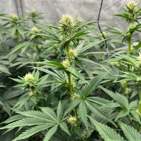 Weekend at Gary’s  growlog timeline photo