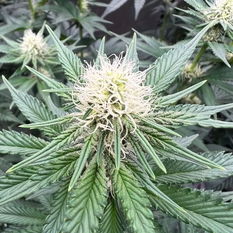 Weekend at Gary’s  growlog timeline photo