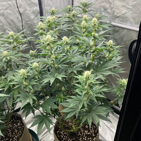 Weekend at Gary’s  growlog timeline photo