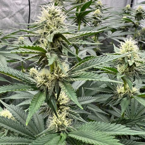 Weekend at Gary’s  growlog timeline photo