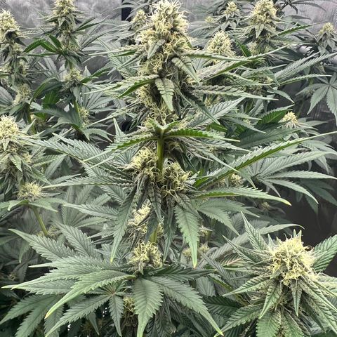 Weekend at Gary’s  growlog timeline photo