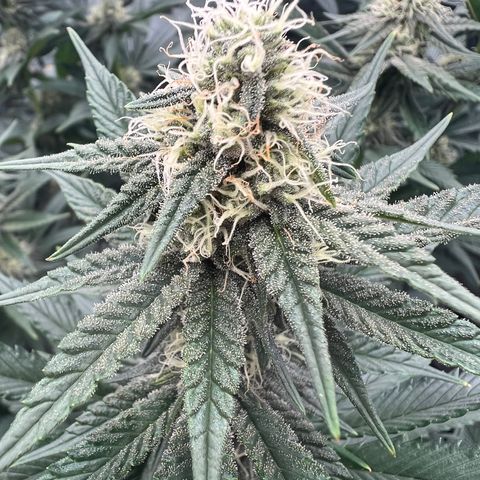 Weekend at Gary’s  growlog timeline photo
