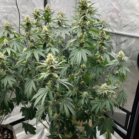 Weekend at Gary’s  growlog timeline photo