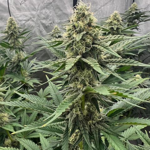 Weekend at Gary’s  growlog timeline photo