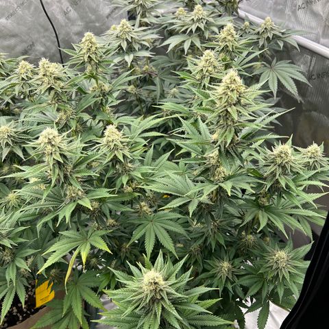Weekend at Gary’s  growlog timeline photo