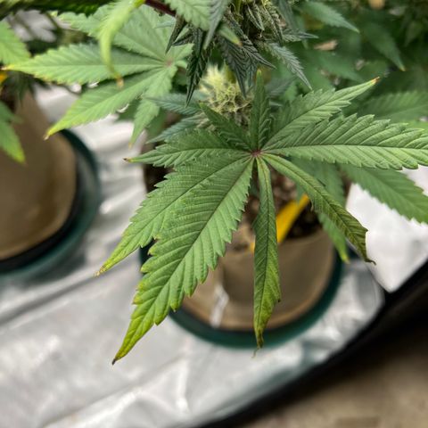 Weekend at Gary’s  growlog timeline photo