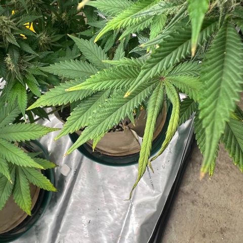 Weekend at Gary’s  growlog timeline photo