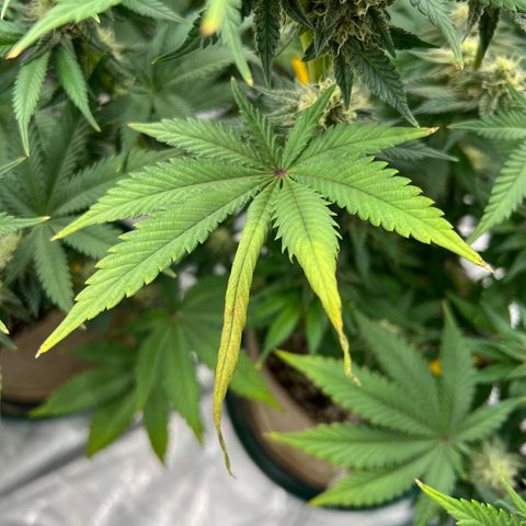 Weekend at Gary’s  growlog timeline photo