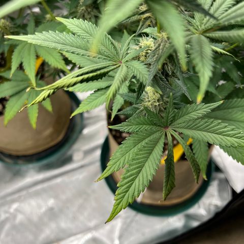 Weekend at Gary’s  growlog timeline photo