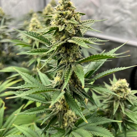 Weekend at Gary’s  growlog timeline photo