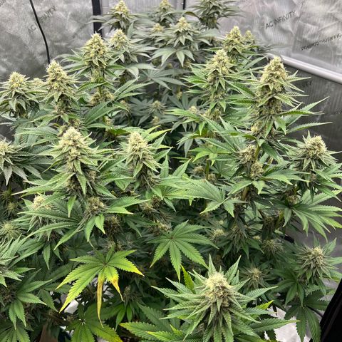 Weekend at Gary’s  growlog timeline photo