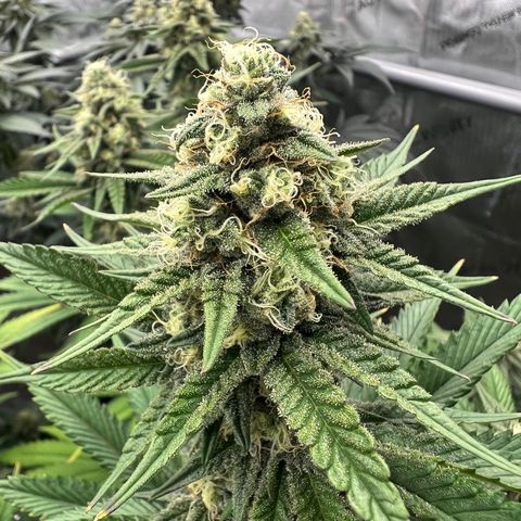Weekend at Gary’s  growlog timeline photo
