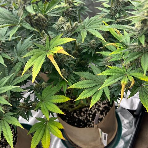 Weekend at Gary’s  growlog timeline photo
