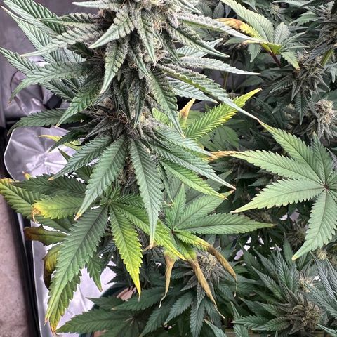 Weekend at Gary’s  growlog timeline photo