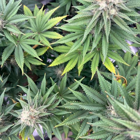 Weekend at Gary’s  growlog timeline photo