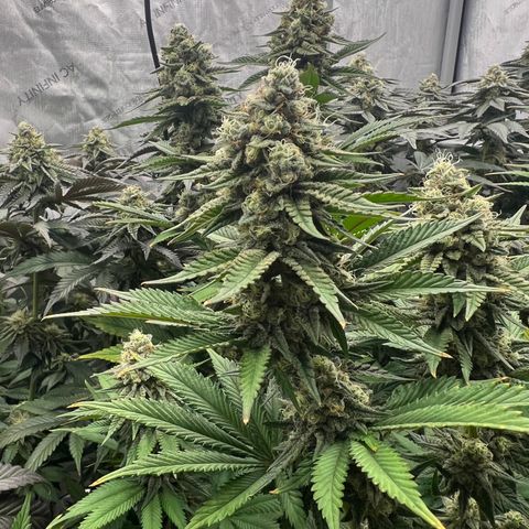 Weekend at Gary’s  growlog timeline photo