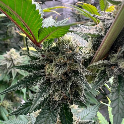 Weekend at Gary’s  growlog timeline photo