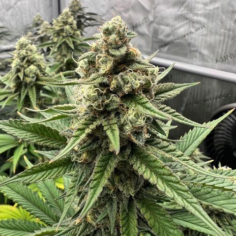 Weekend at Gary’s  growlog timeline photo