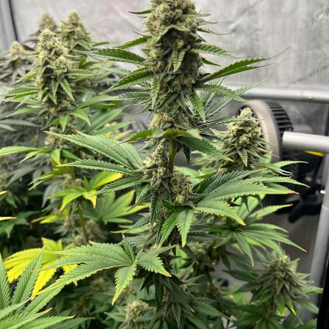 Weekend at Gary’s  growlog timeline photo