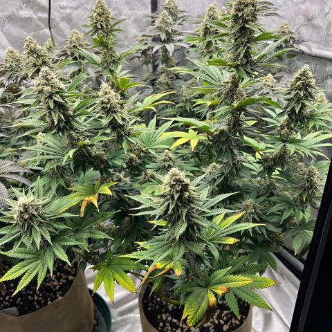 Weekend at Gary’s  growlog timeline photo