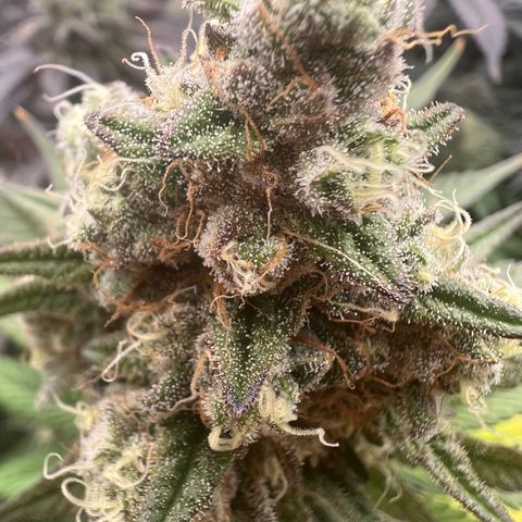Weekend at Gary’s  growlog timeline photo