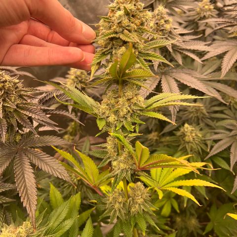 Weekend at Gary’s  growlog timeline photo