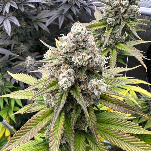 Weekend at Gary’s  growlog timeline photo