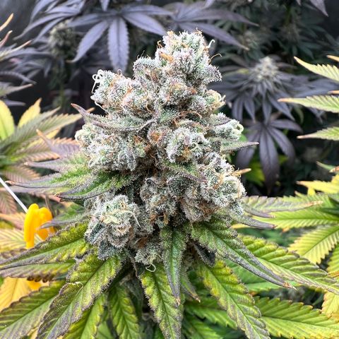Weekend at Gary’s  growlog timeline photo