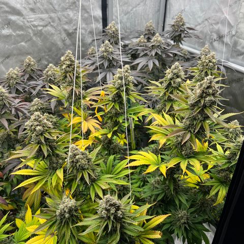 Weekend at Gary’s  growlog timeline photo