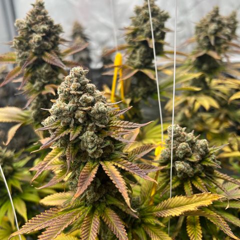 Weekend at Gary’s  growlog timeline photo