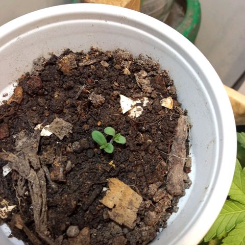 Michoacána hugo growlog timeline photo