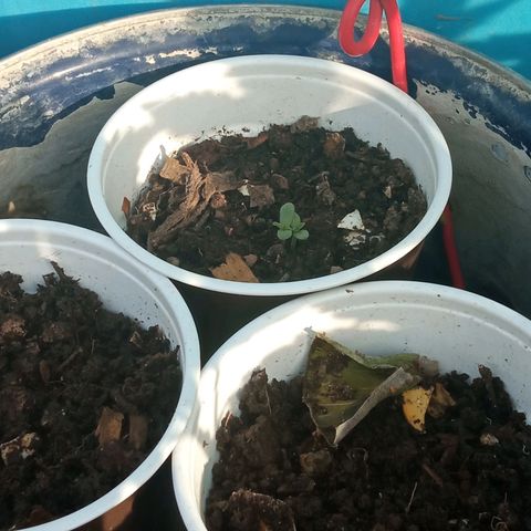 Michoacána hugo growlog timeline photo