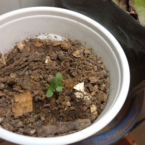 Michoacána hugo growlog timeline photo