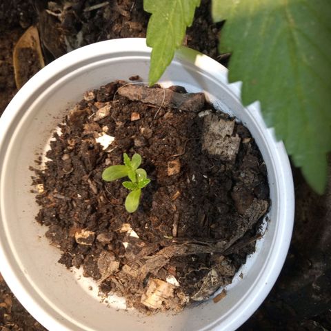 Michoacána hugo growlog timeline photo