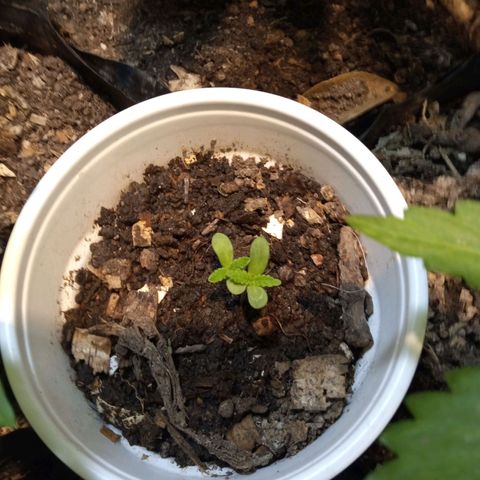 Michoacána hugo growlog timeline photo