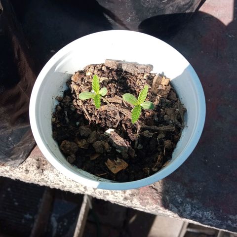 Michoacána hugo growlog timeline photo