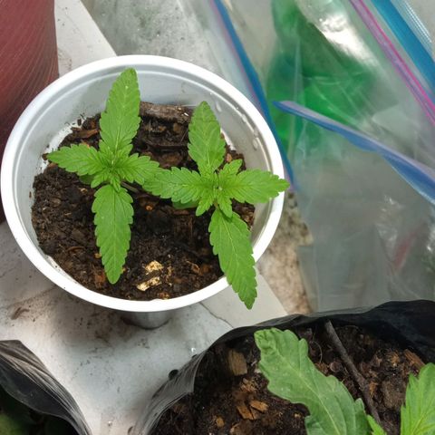 Michoacána hugo growlog timeline photo