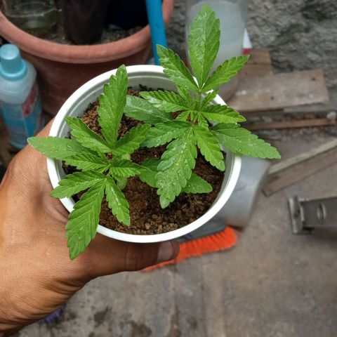 Michoacána hugo growlog timeline photo
