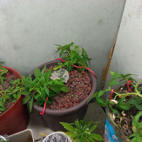 Michoacána hugo growlog timeline photo