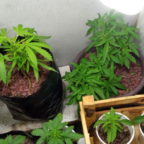 Michoacána hugo growlog timeline photo