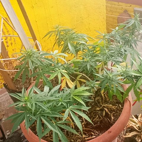 Michoacána hugo growlog timeline photo