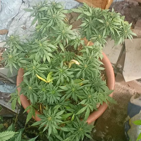 Michoacána hugo growlog timeline photo
