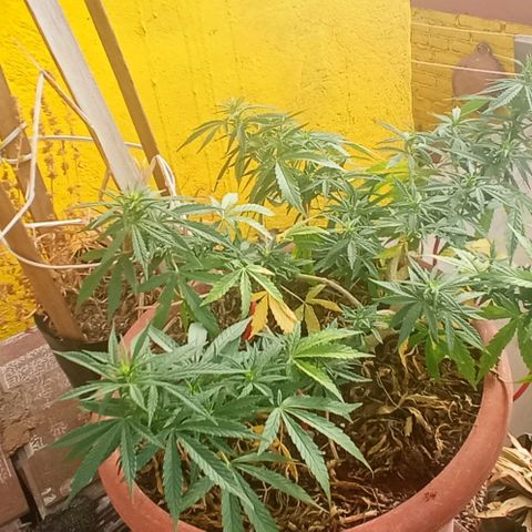 Michoacána hugo growlog timeline photo