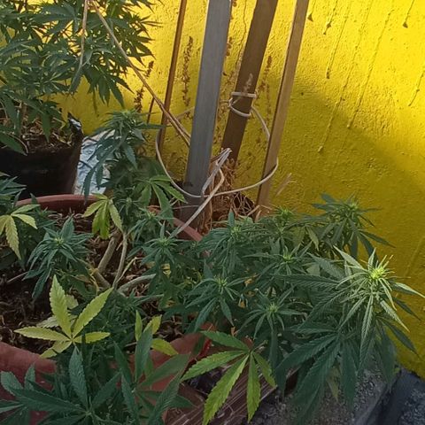 Michoacána hugo growlog timeline photo