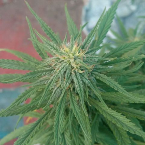 Michoacána hugo growlog timeline photo