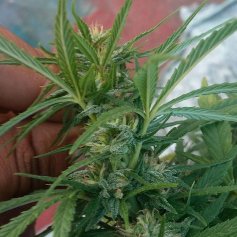 Michoacána hugo growlog timeline photo