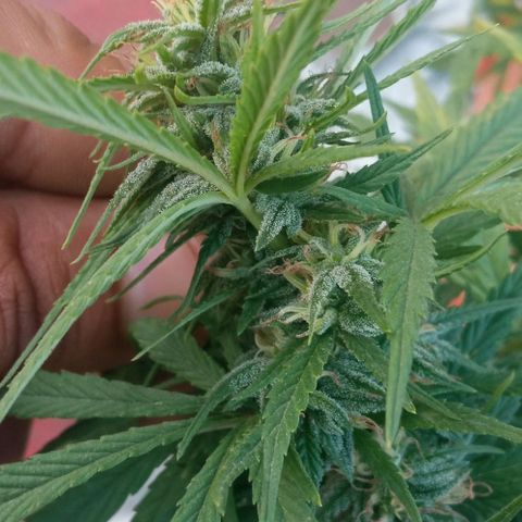Michoacána hugo growlog timeline photo