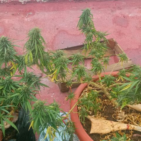 Michoacána hugo growlog timeline photo
